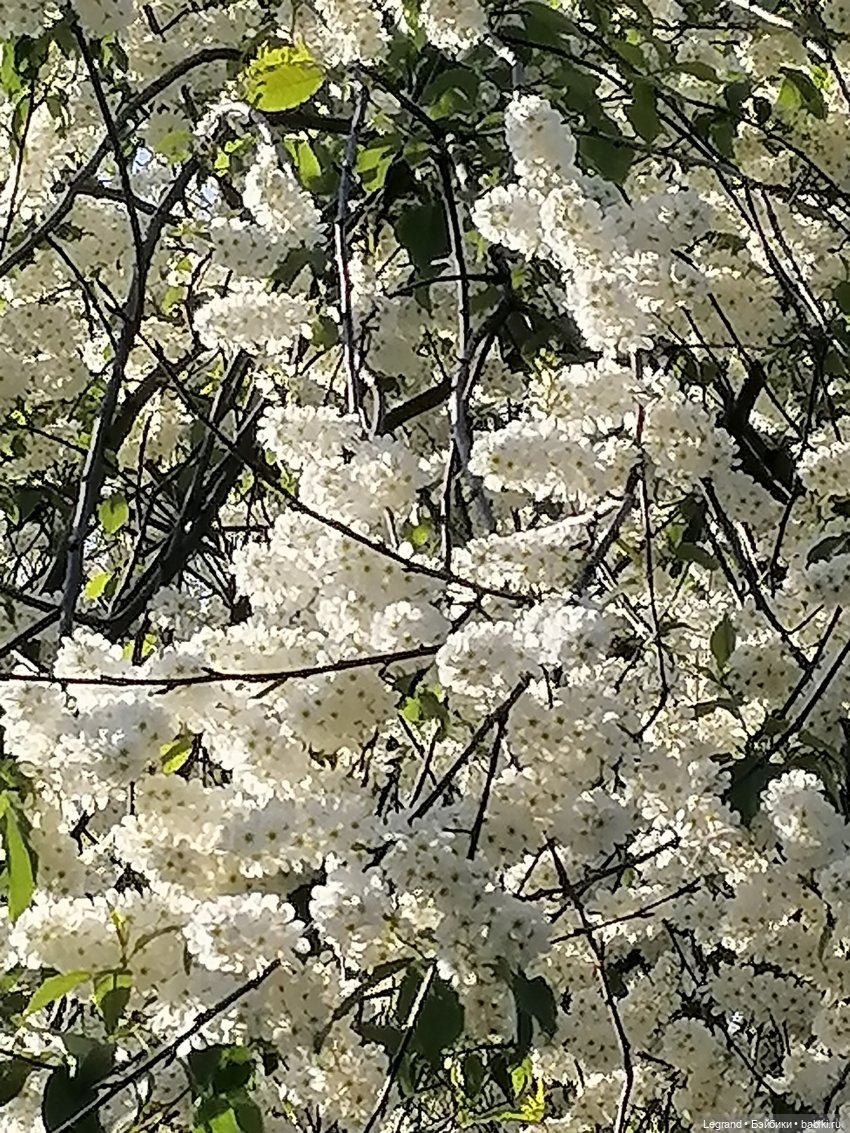 Берен и цветение черёмухи
