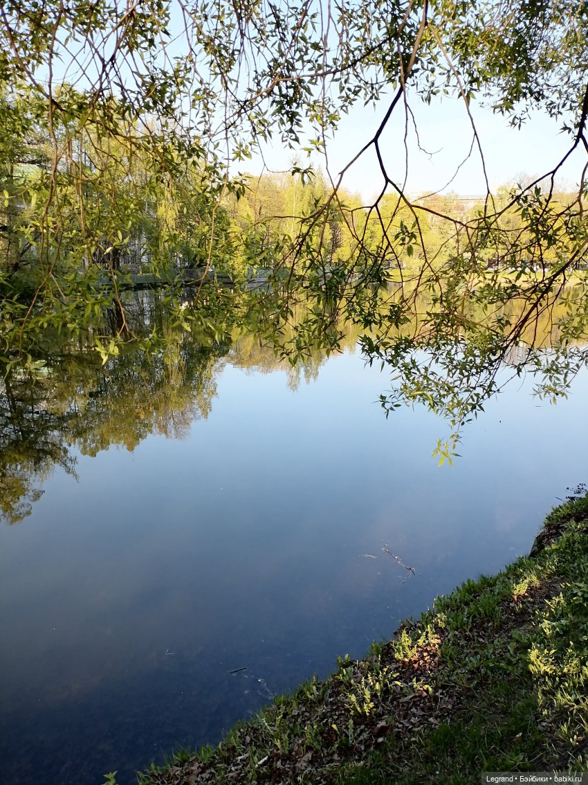 Берен и собачки в Таврическом саду