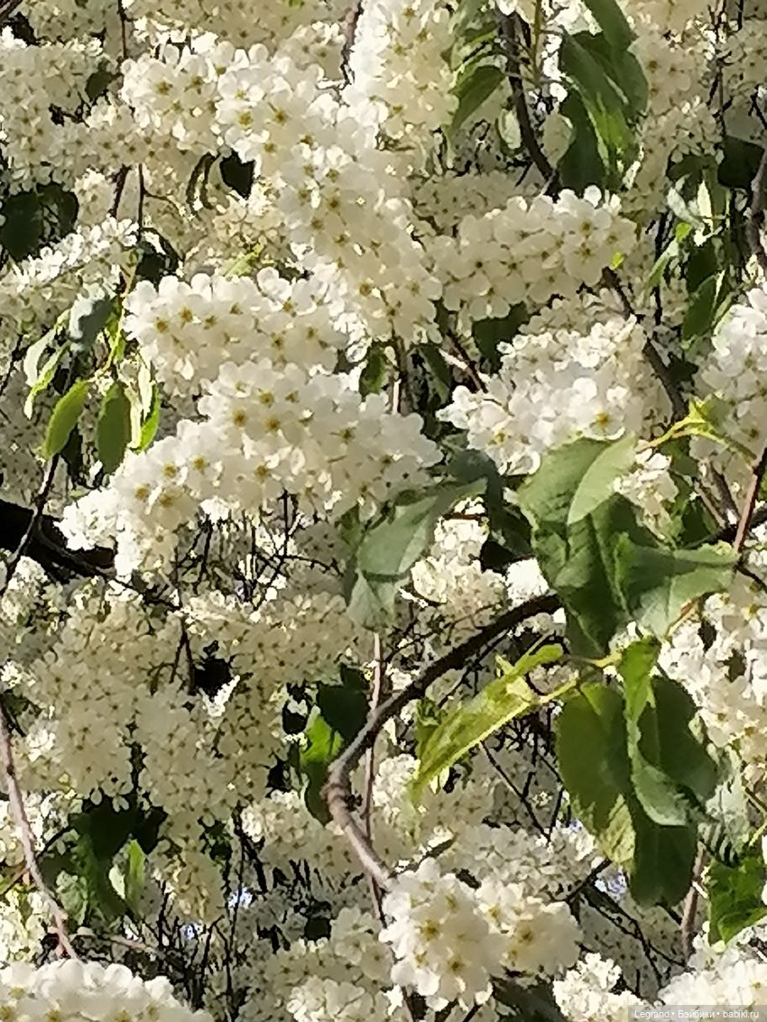 Берен и цветение черёмухи