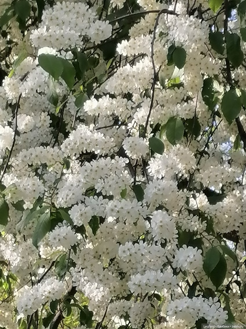 Берен и цветение черёмухи