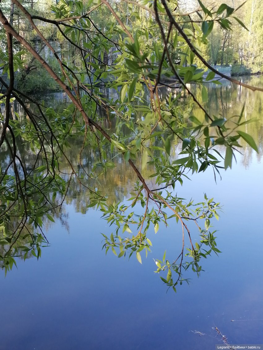 Берен и собачки в Таврическом саду