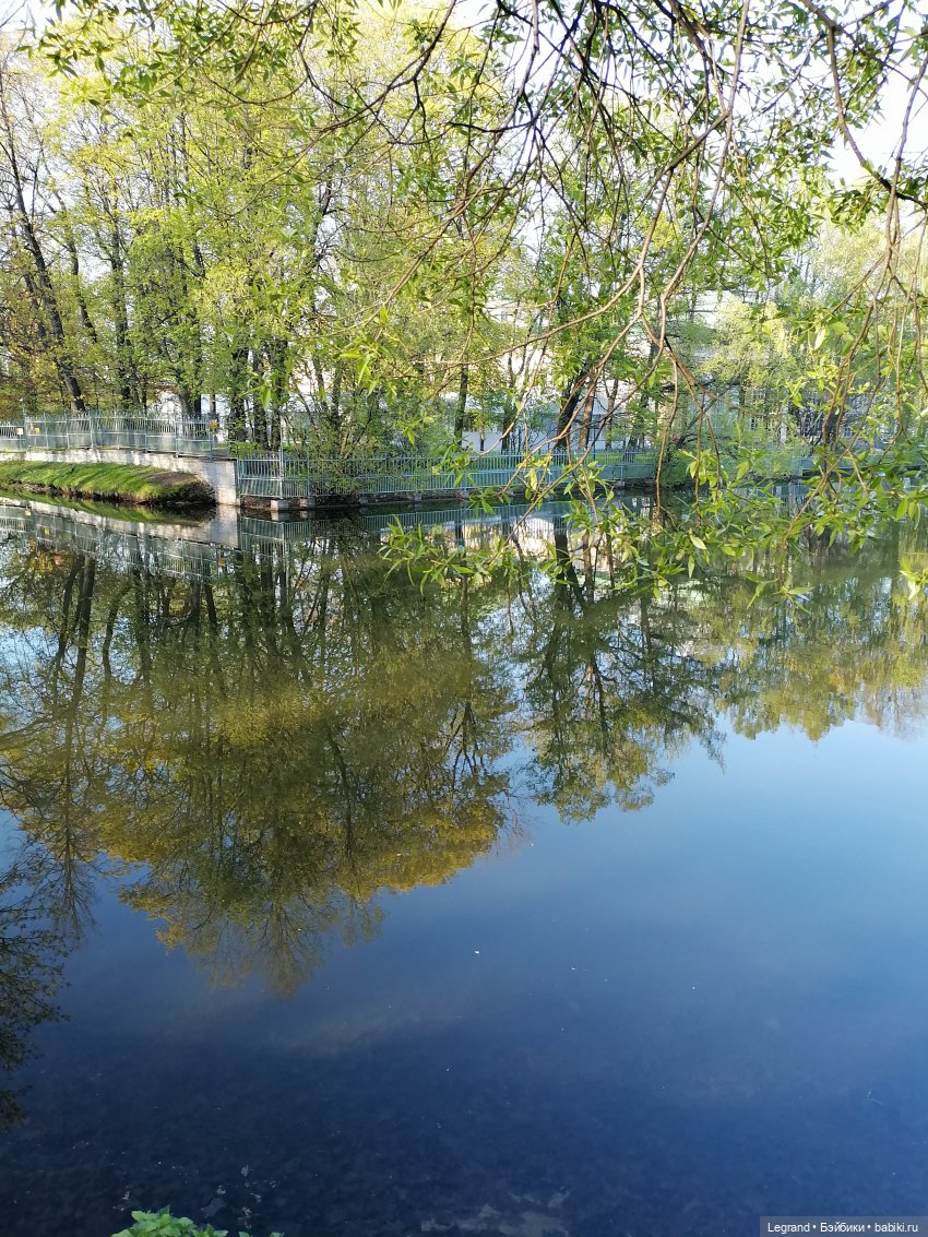 Берен и собачки в Таврическом саду