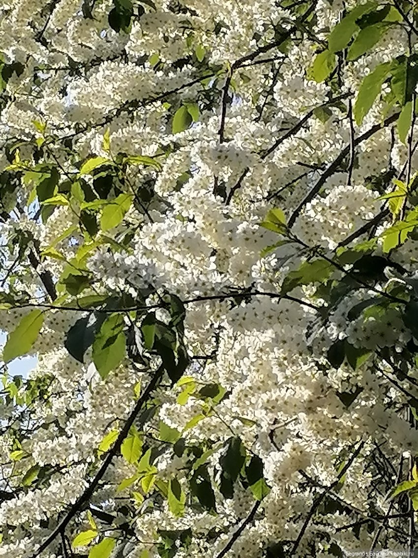 Берен и цветение черёмухи