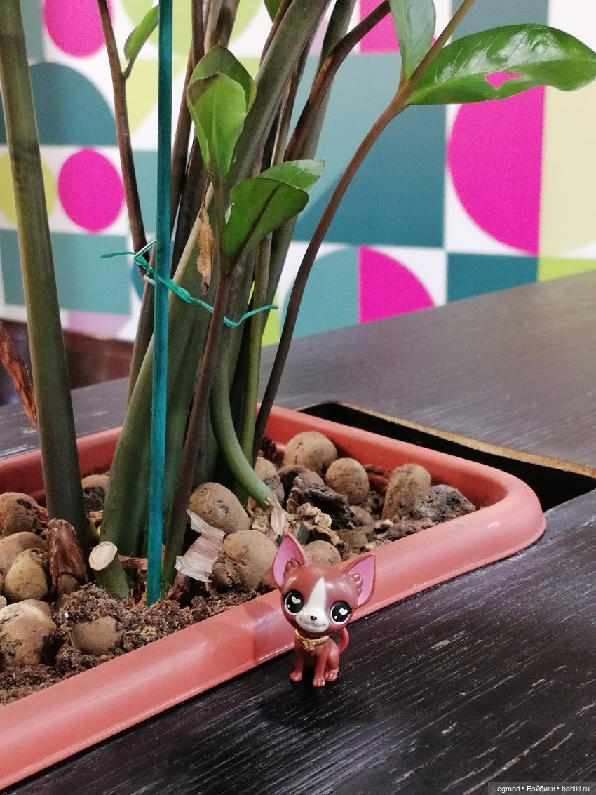 Санкт-Петербург: на Невском с Мокко🥰