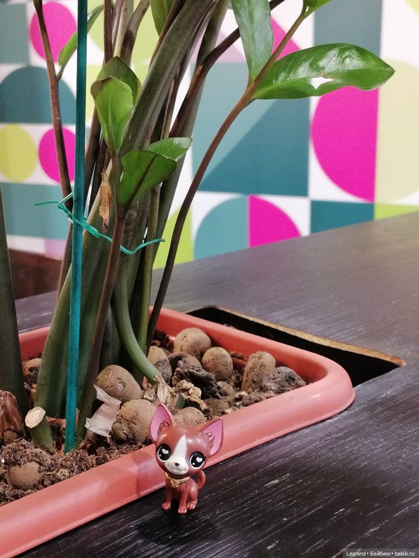 Санкт-Петербург: на Невском с Мокко🥰