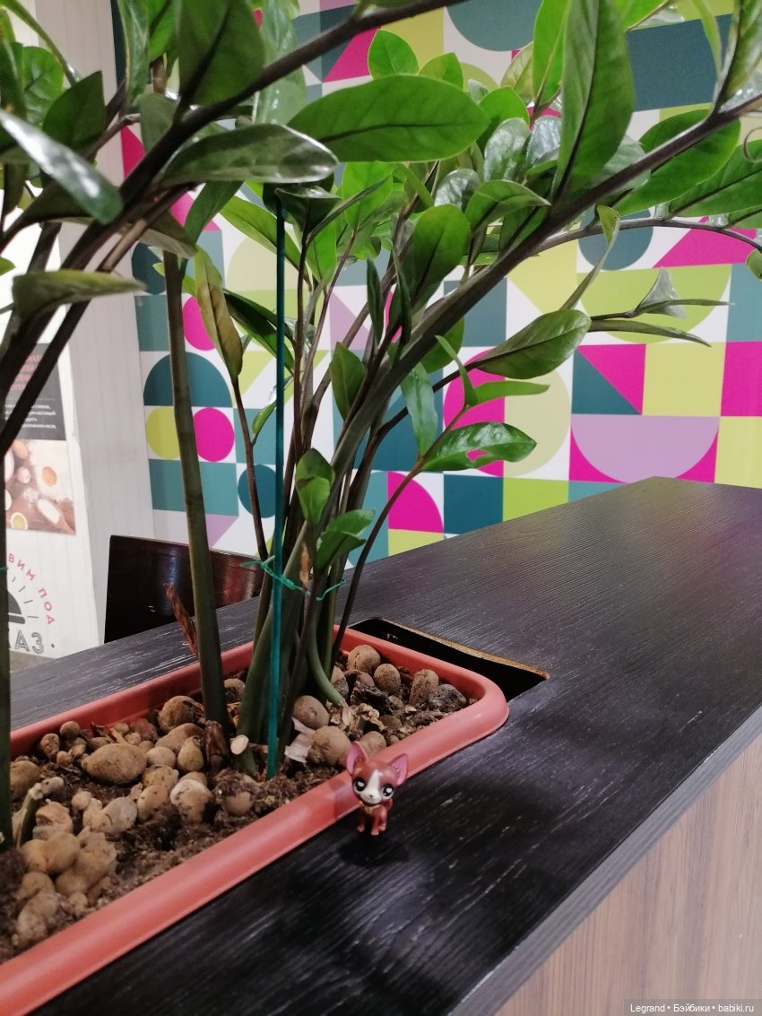 Санкт-Петербург: на Невском с Мокко🥰