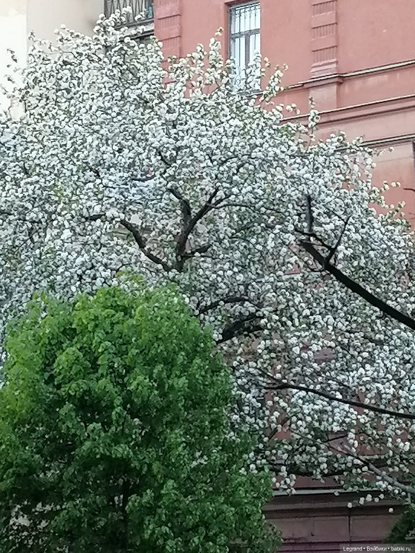 Санкт-Петербург: на Невском с Мокко - продолжение