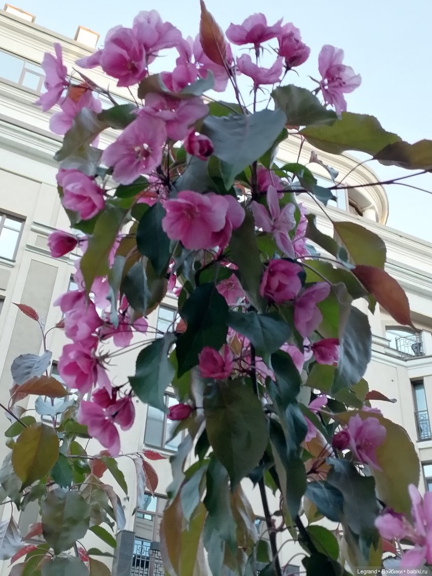 Ваниль и майское цветение (фото 4)