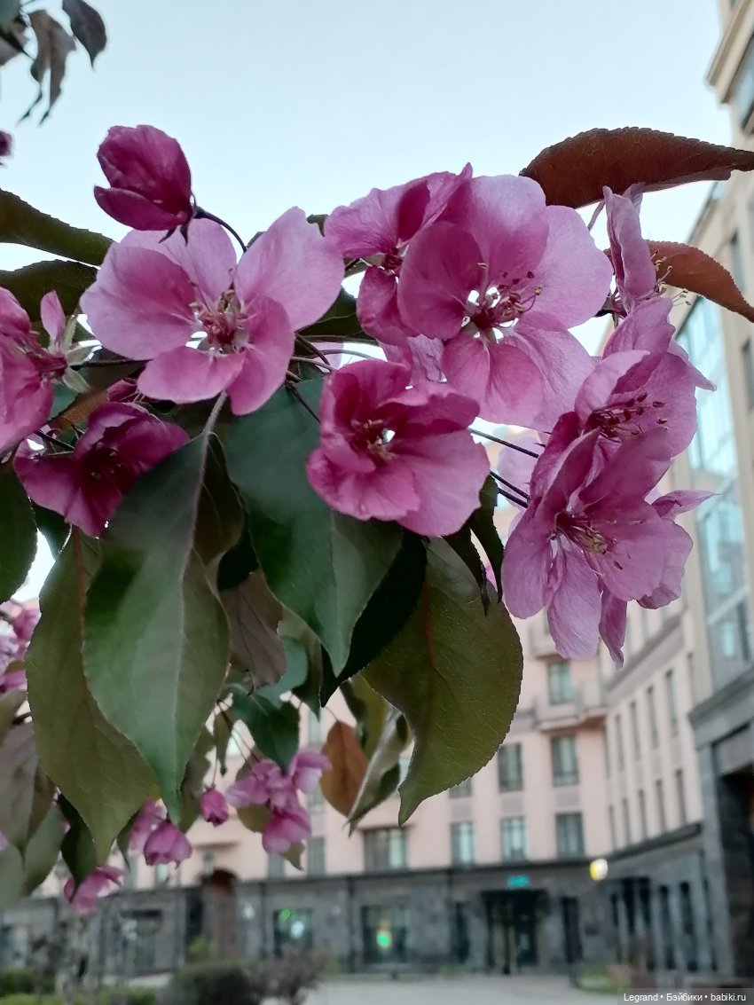 Ваниль и майское цветение (фото 3)