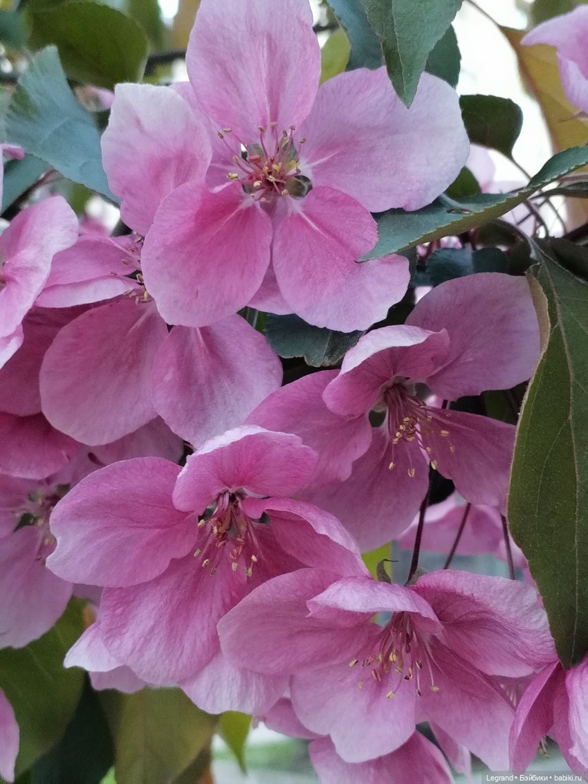 Ваниль и майское цветение (фото 5)