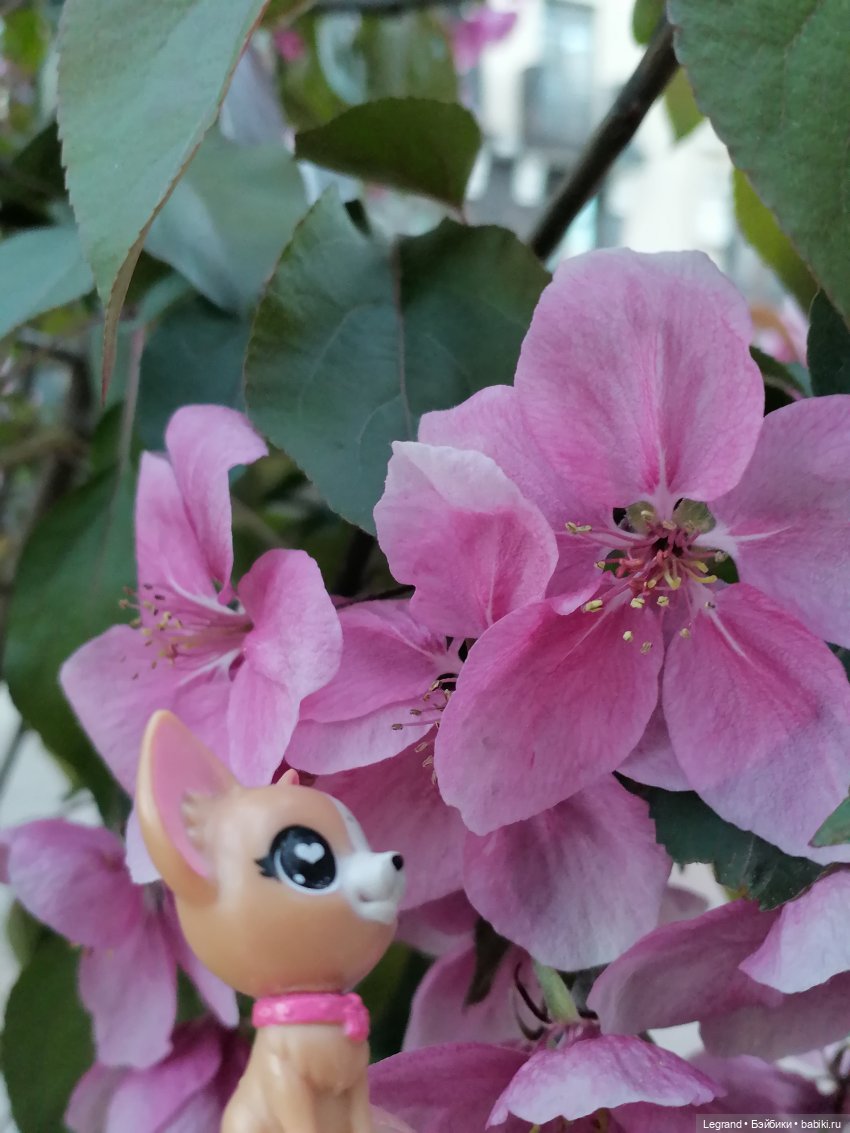 Ваниль и майское цветение (фото 2)