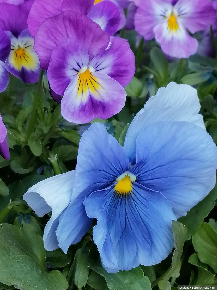 Ваниль и майское цветение