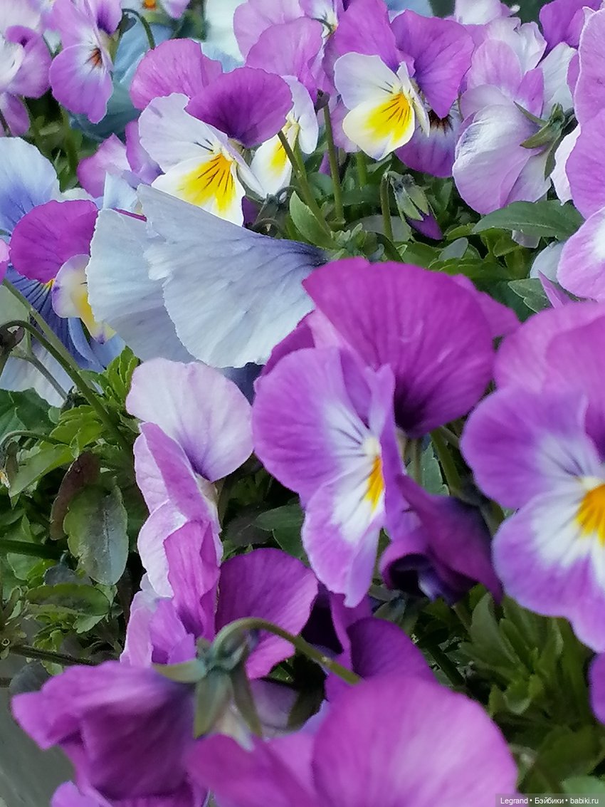 Ваниль и майское цветение