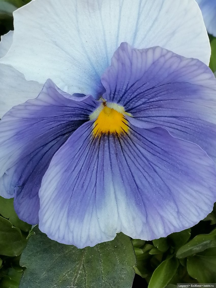 Ваниль и майское цветение