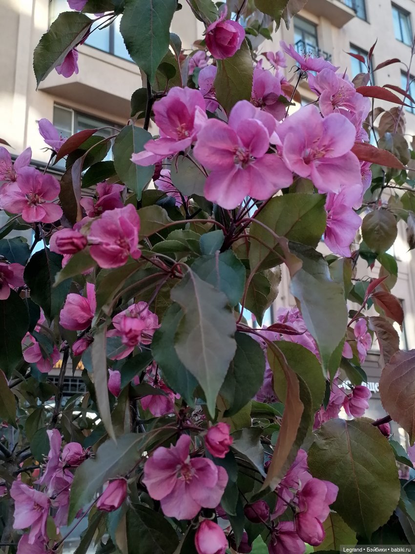 Лурения - Петербург: Джансу на прогулке (фото 2)