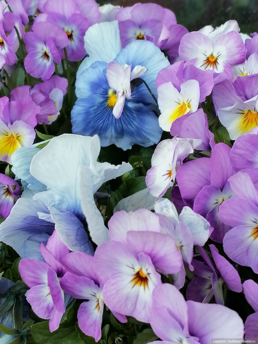 Ваниль и майское цветение