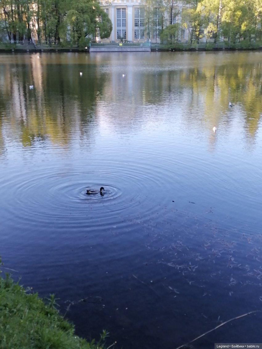 Лурения - Петербург: Джансу на прогулке