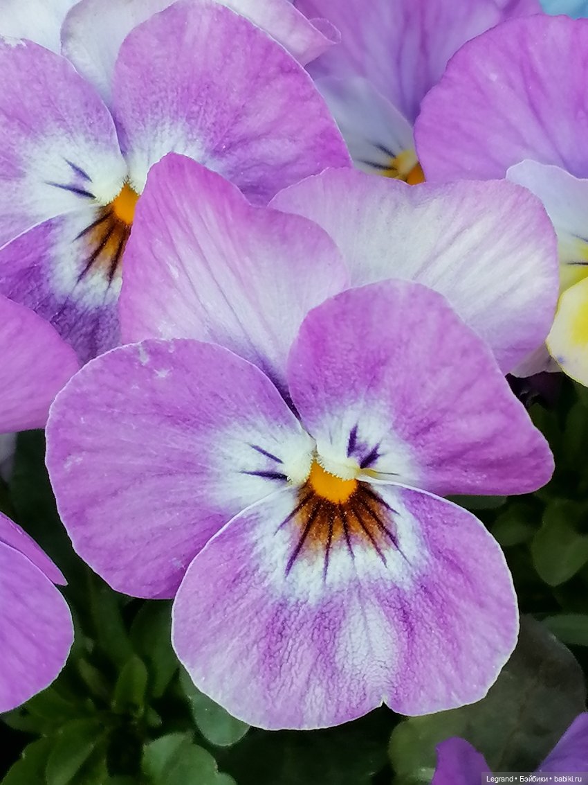 Ваниль и майское цветение