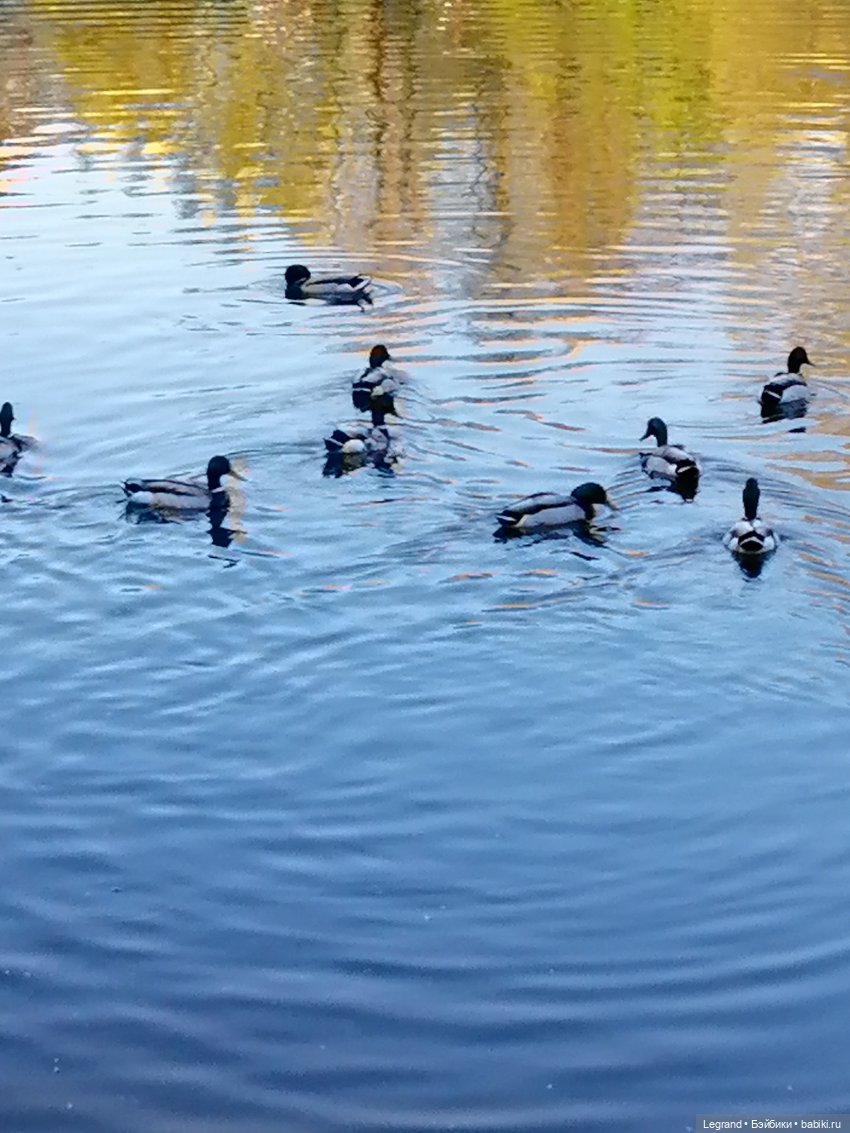 Санкт-Петербург: Алия у пруда в Таврическом саду