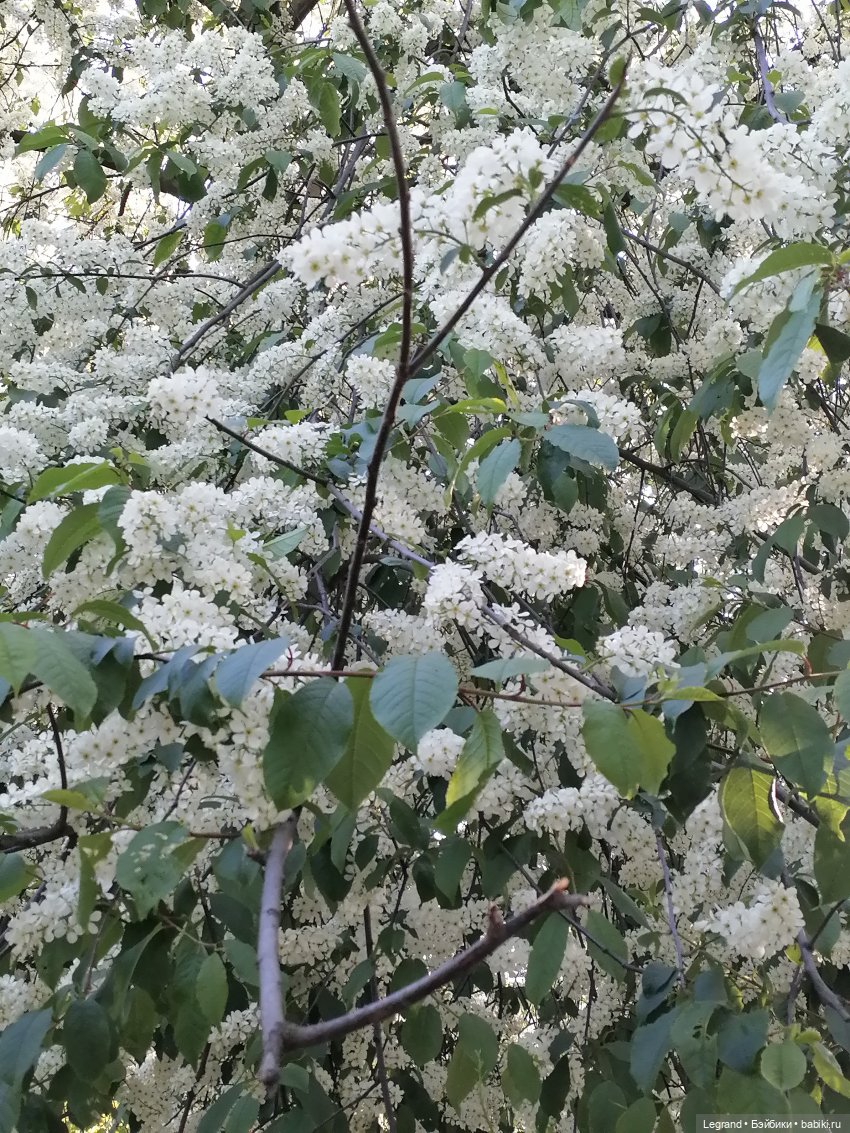 Санкт-Петербург: Алия и цветение черёмухи