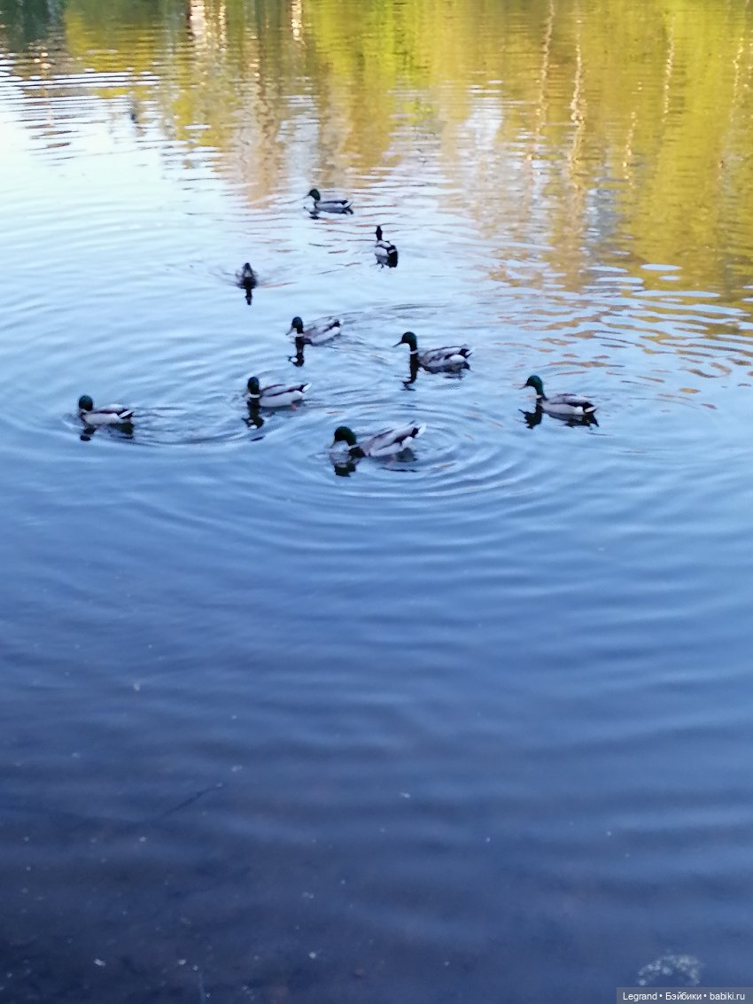 Санкт-Петербург: Алия у пруда в Таврическом саду