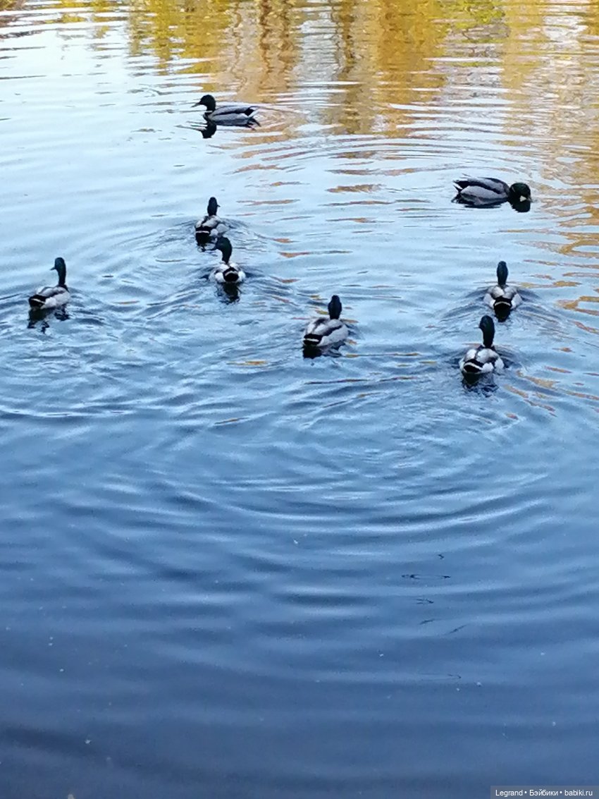 Санкт-Петербург: Алия у пруда в Таврическом саду