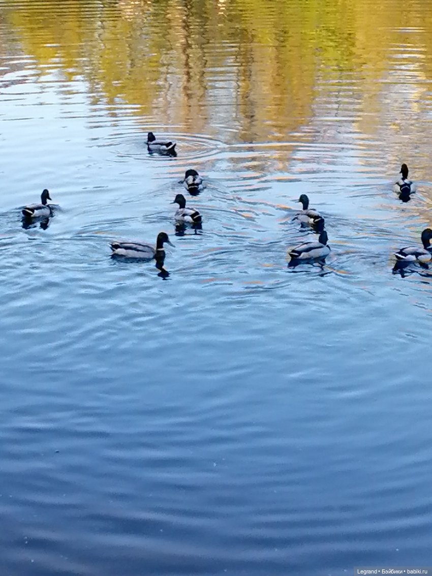 Санкт-Петербург: Алия у пруда в Таврическом саду