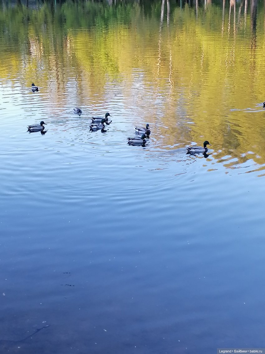 Санкт-Петербург: Алия у пруда в Таврическом саду