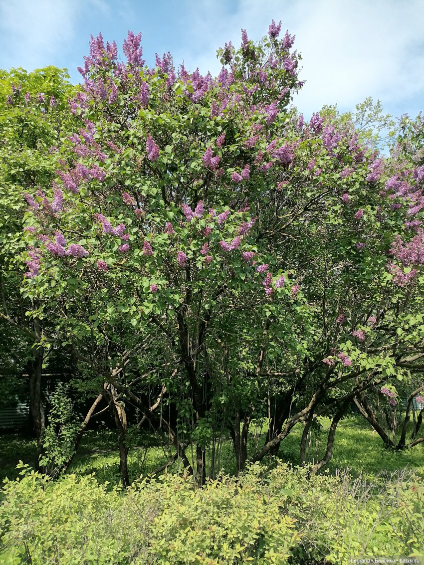 Санкт-Петербург: Таврический сад - цветущий май
