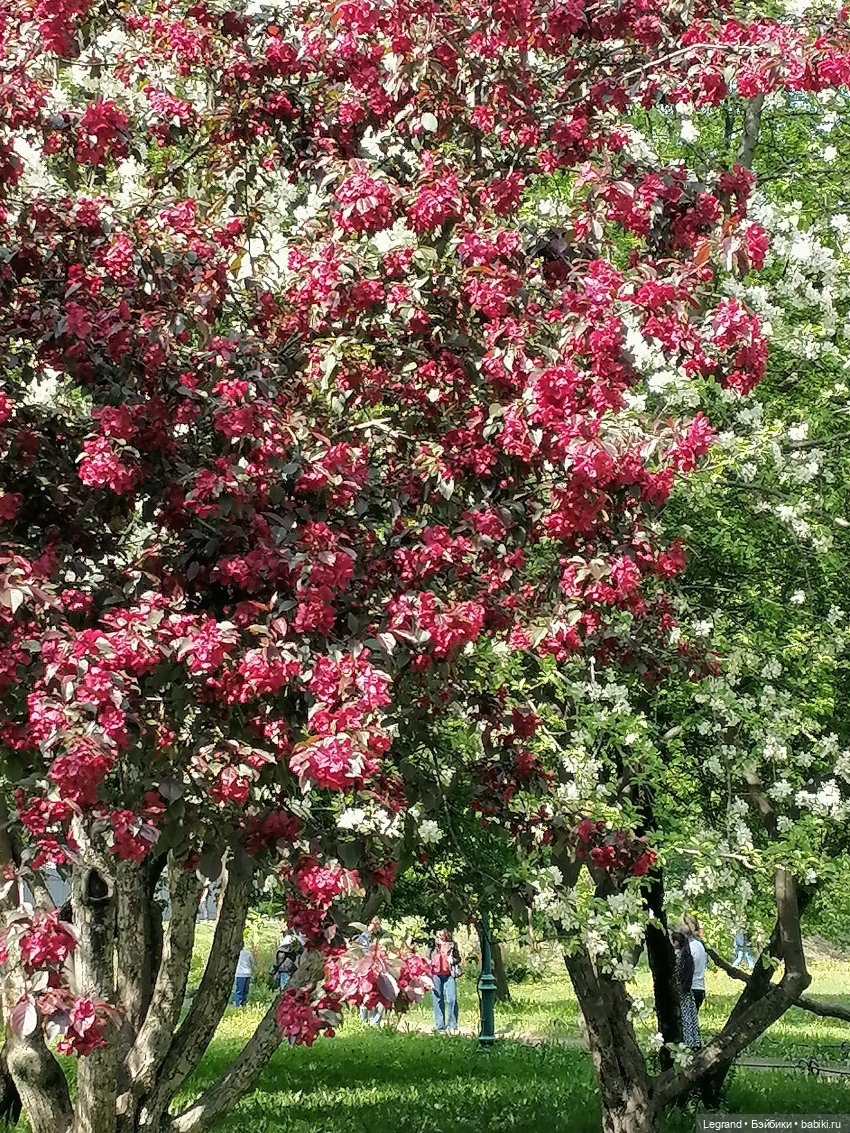 Санкт-Петербург: Таврический сад - цветущий май
