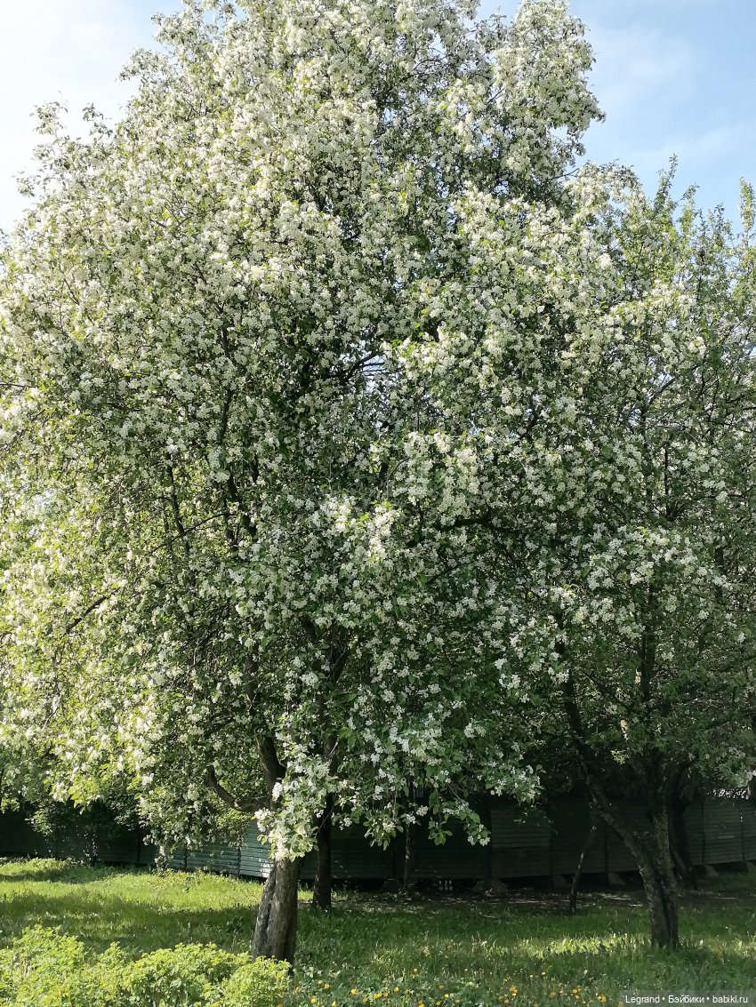 Санкт-Петербург: Таврический сад - цветущий май
