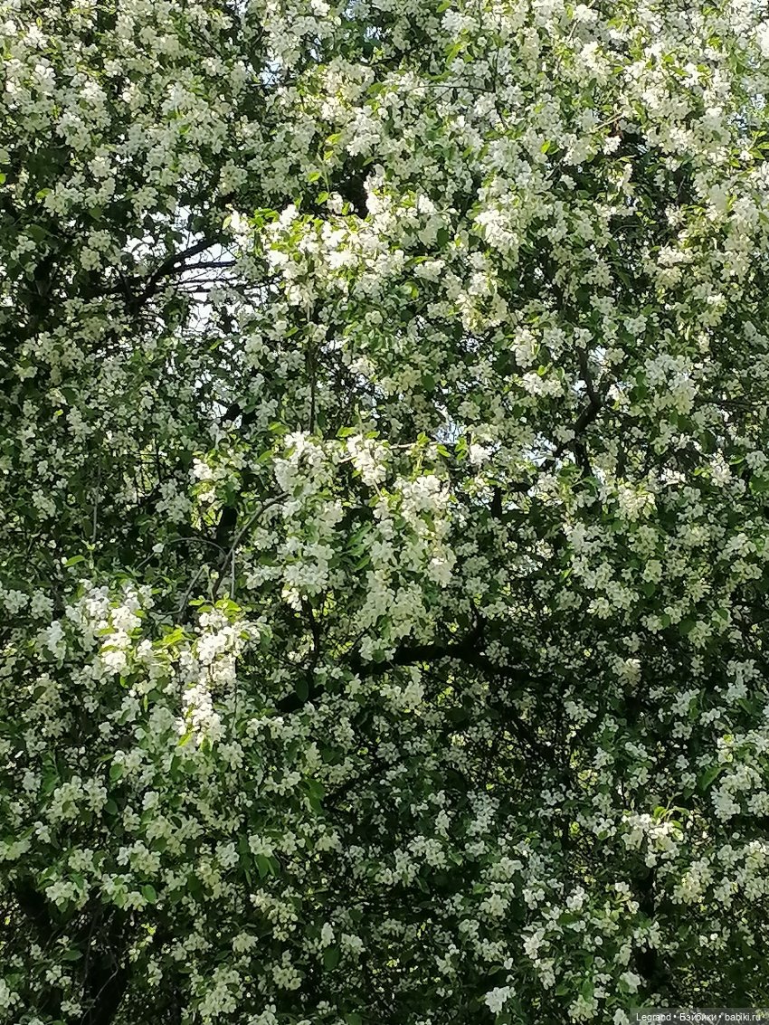 Санкт-Петербург: Таврический сад - цветущий май