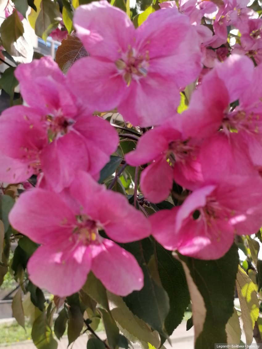 Санкт-Петербург: Таврический сад в мае