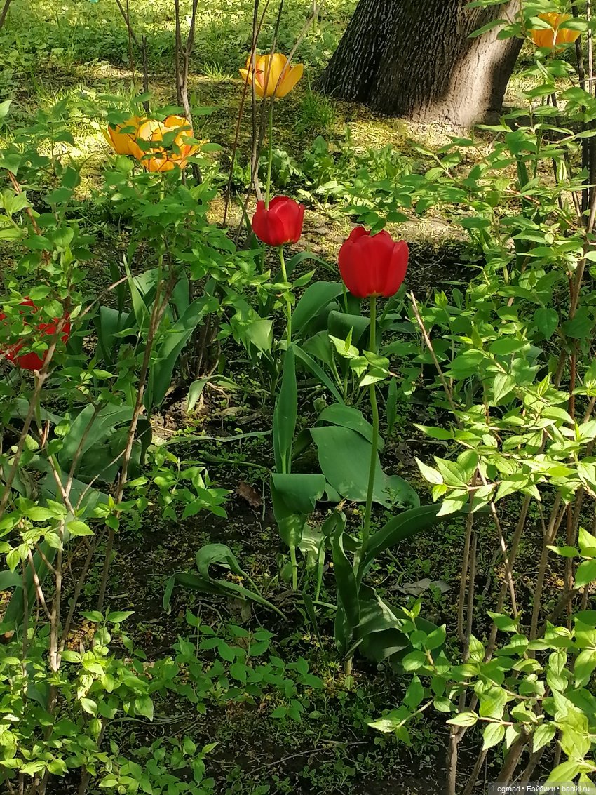 Санкт-Петербург: Таврический сад в мае
