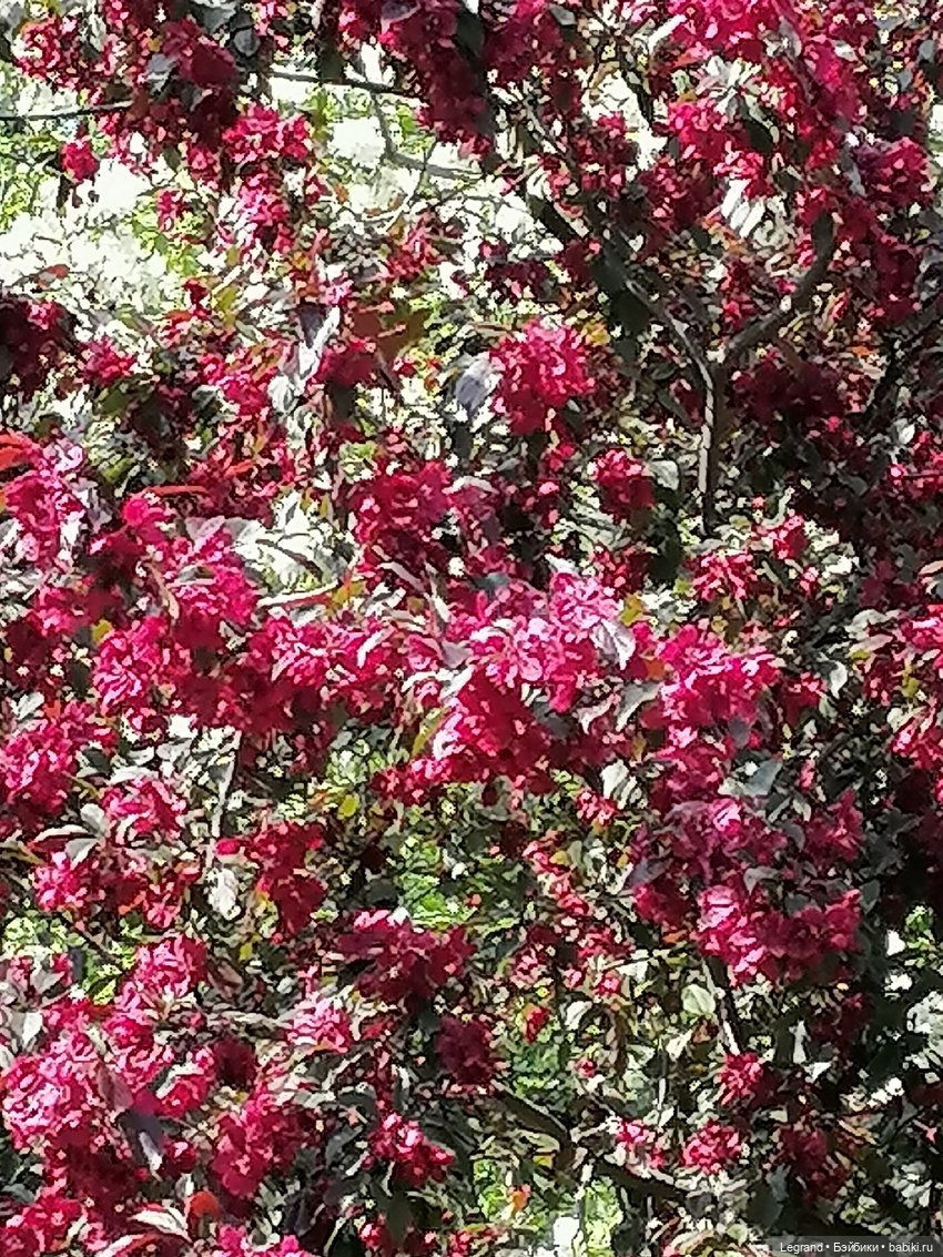 Санкт-Петербург: Таврический сад - цветущий май