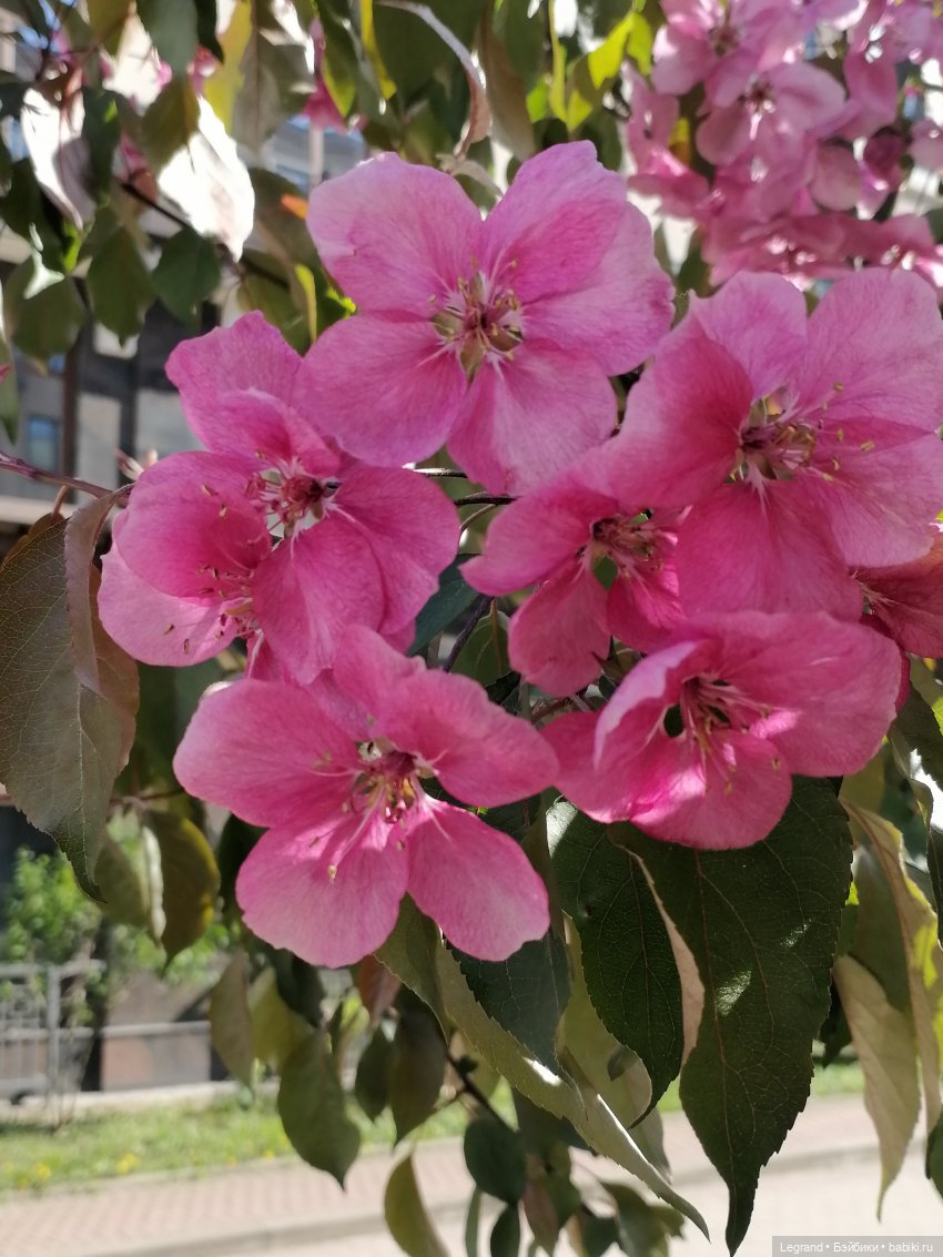 Санкт-Петербург: Таврический сад в мае