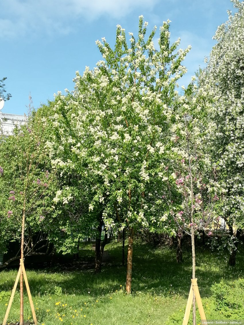 Санкт-Петербург: Таврический сад - цветущий май (фото 7)