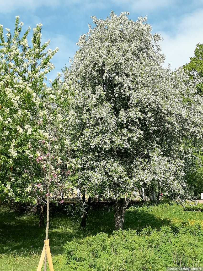 Санкт-Петербург: Таврический сад - цветущий май (фото 6)