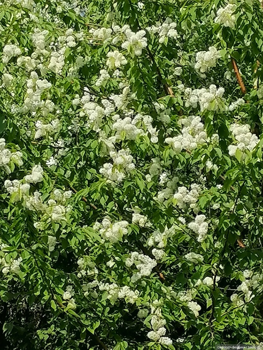Санкт-Петербург: Таврический сад - цветущий май (фото 8)