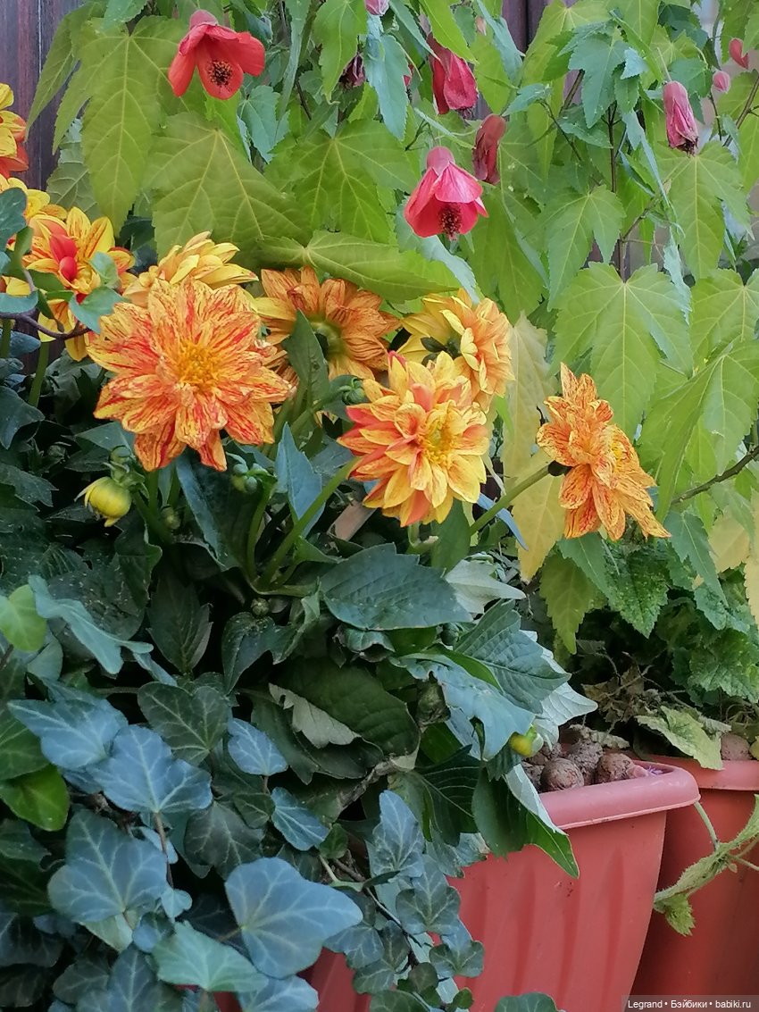 Санкт-Петербург: Таврический сад в мае