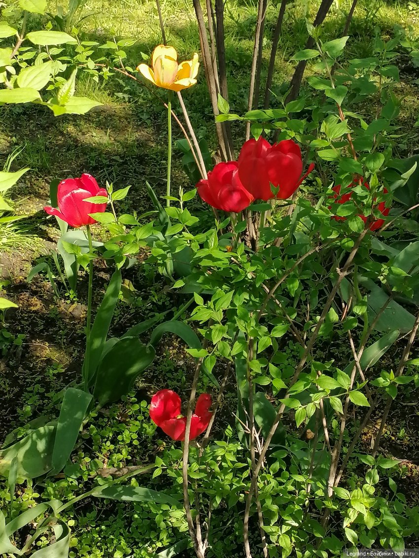 Санкт-Петербург: Таврический сад в мае