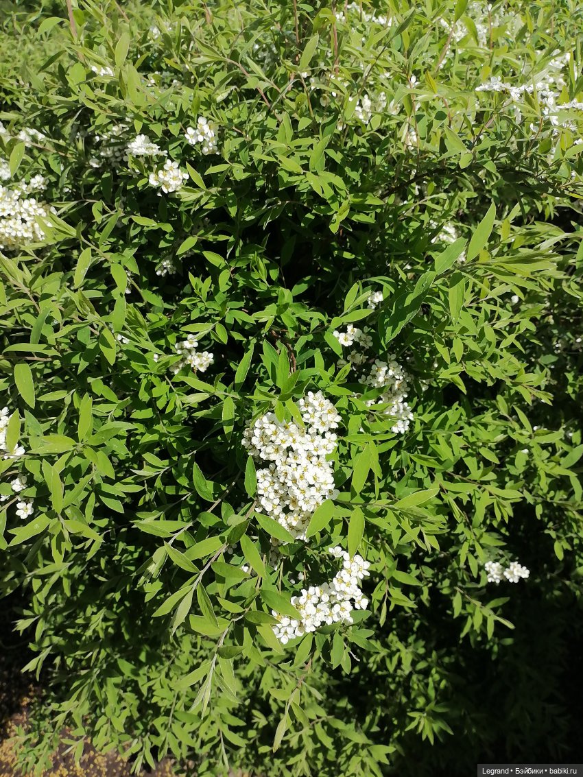 Санкт-Петербург: Таврический сад - цветущий май