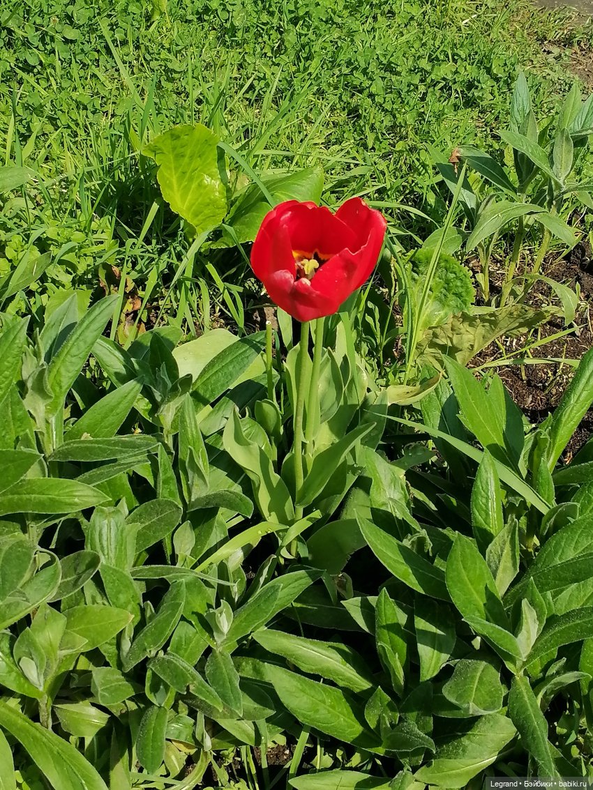 Санкт-Петербург: Таврический сад - цветущий май