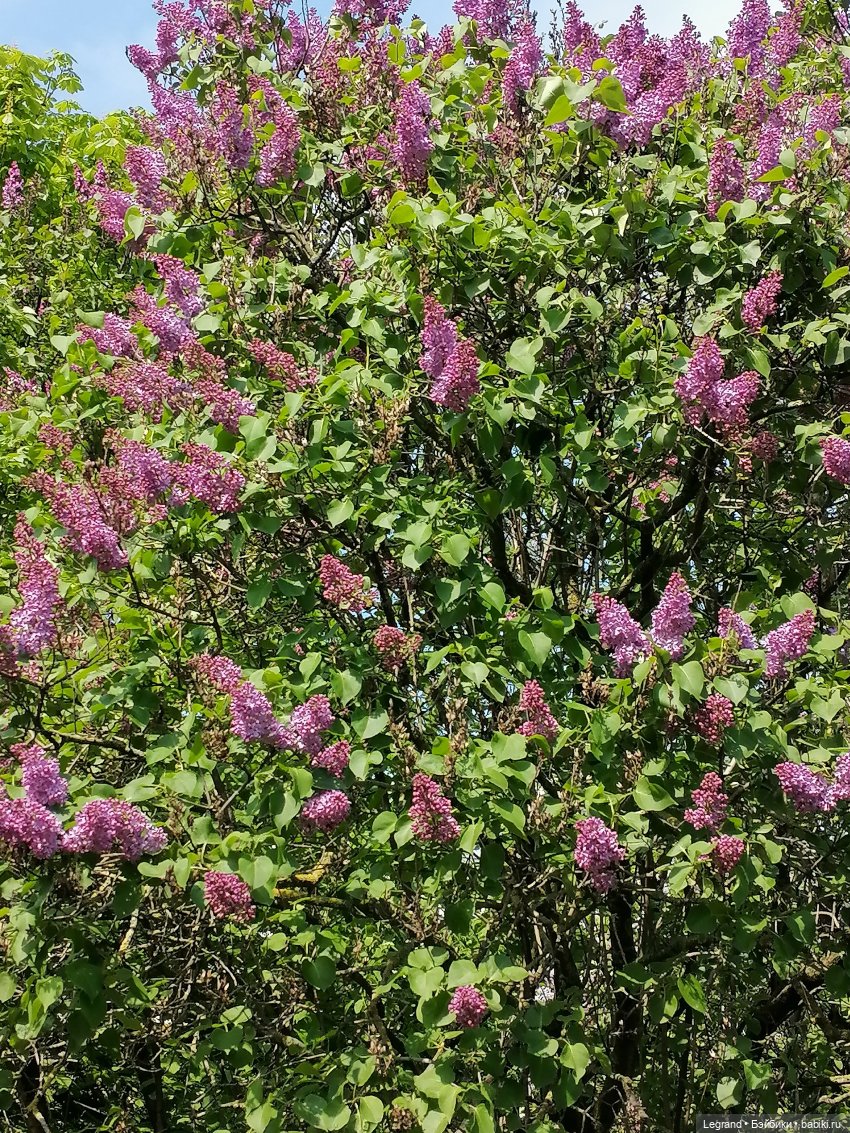 Санкт-Петербург: Таврический сад - цветущий май (фото 2)