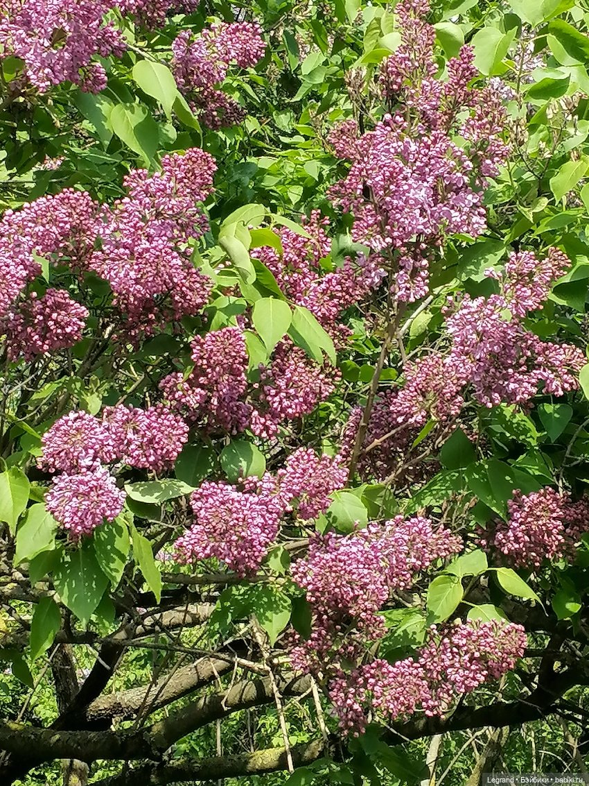 Санкт-Петербург: Таврический сад - цветущий май (фото 4)