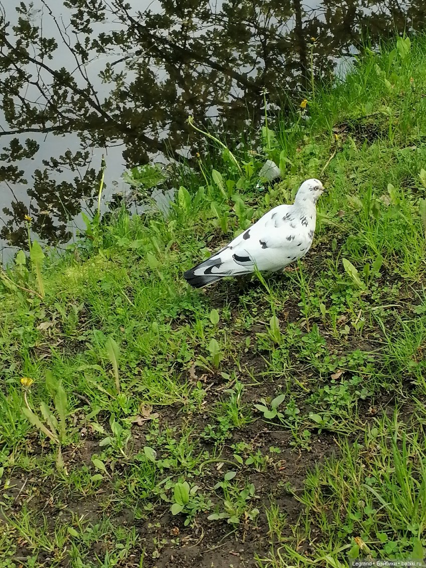 Санкт-Петербург: Таврический сад в мае (фото 7)