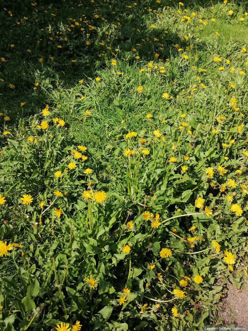 Санкт-Петербург: Таврический сад - цветущий май