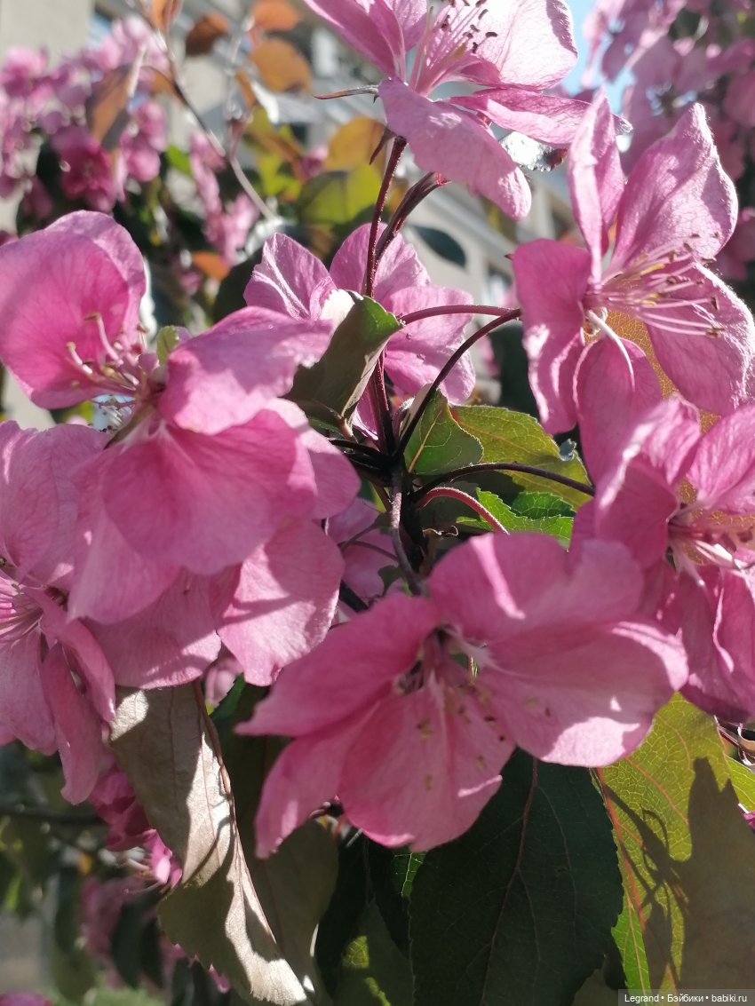 Санкт-Петербург: Таврический сад в мае