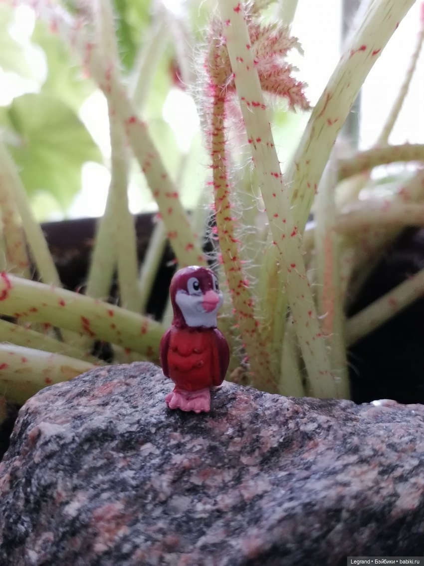 Луренские сады: ребята и зверята🤗