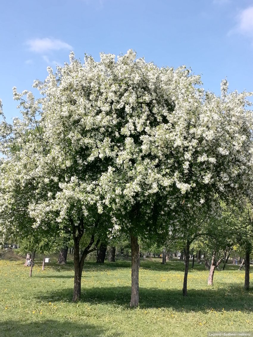 Санкт-Петербург: Таврический сад - цветущий май